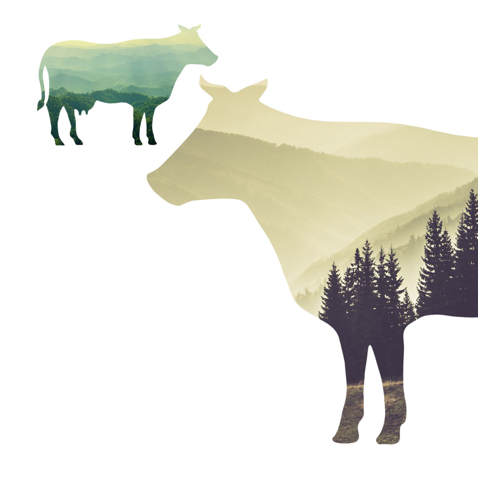 Baseri Farm Yogurt Package Design 4